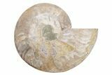 Cut & Polished Ammonite Fossil (Half) - Madagascar #223191-1